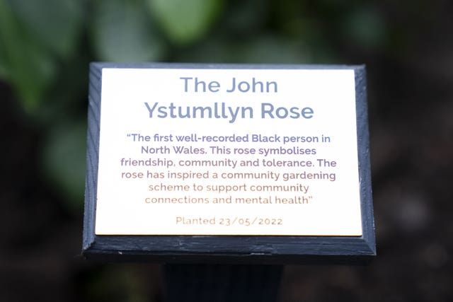 John Ystumllyn rose at Buckingham Palace