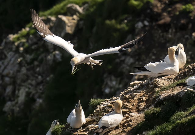 Seabirds at Bempton Cliffs