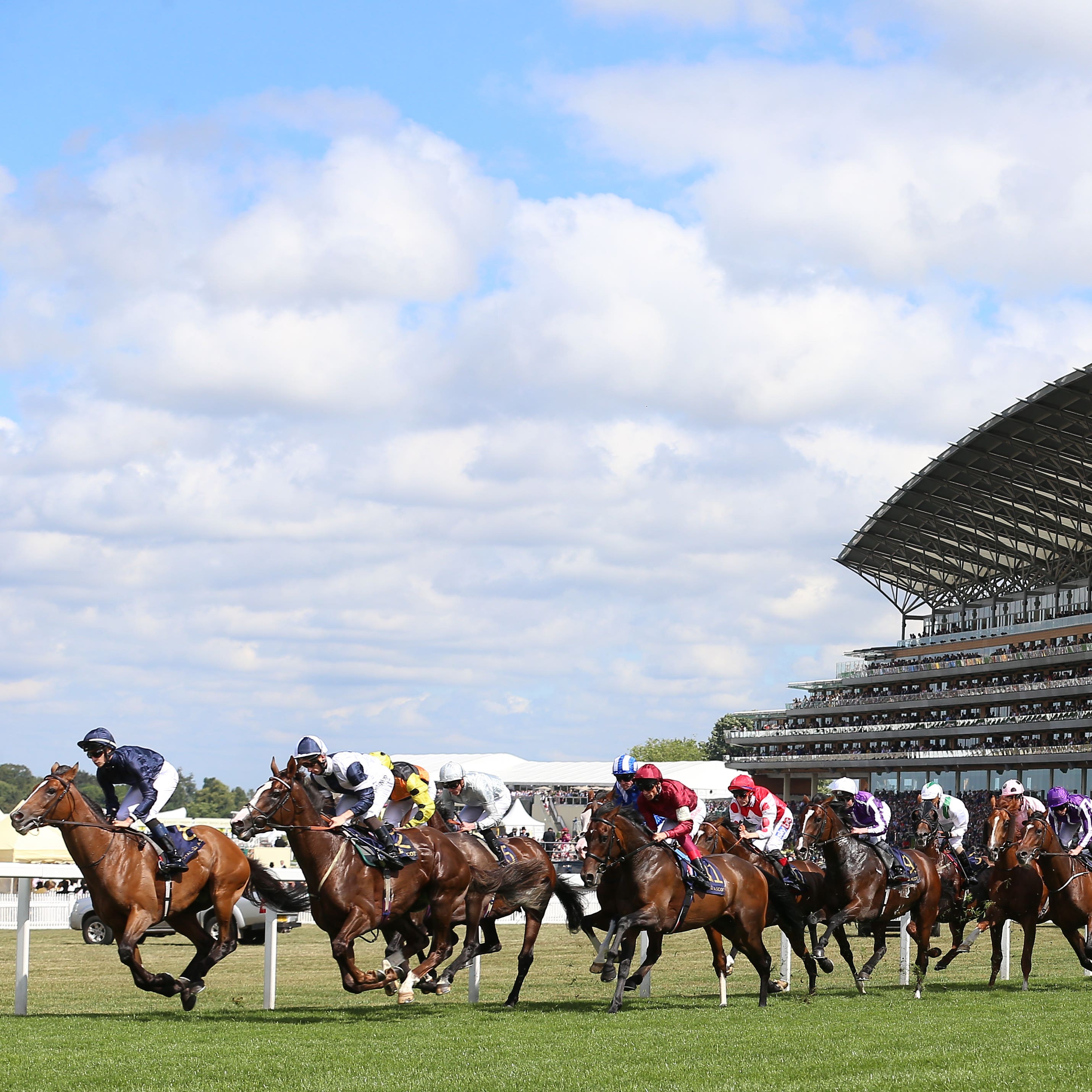 Shaman is set to line up at Royal Ascot