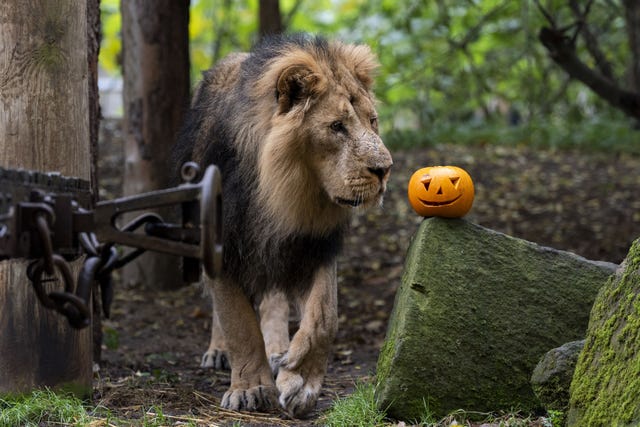 A male lion inspects a small orange pumpkin at London Zoo