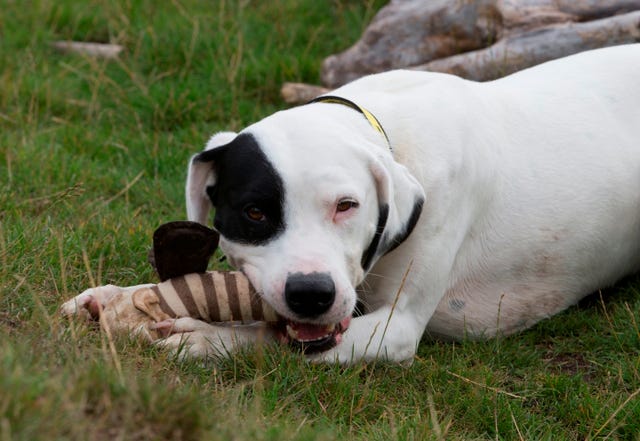 Dogs Trust dogs test products