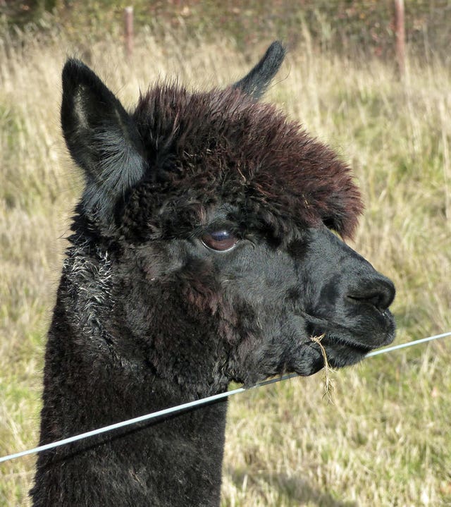 Geronimo the alpaca