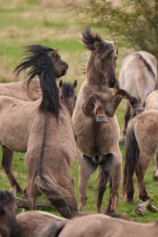 Konik ponies sparring as the foaling season begins at the National Trust’s Wicken Fen nature reserve in Cambridgeshire