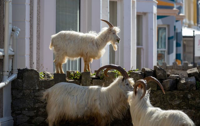 A herd of goats taking advantage of quiet streets in Llandudno