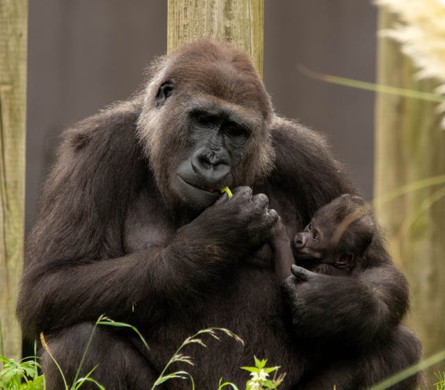 Baby gorilla born at Bristol Zoo