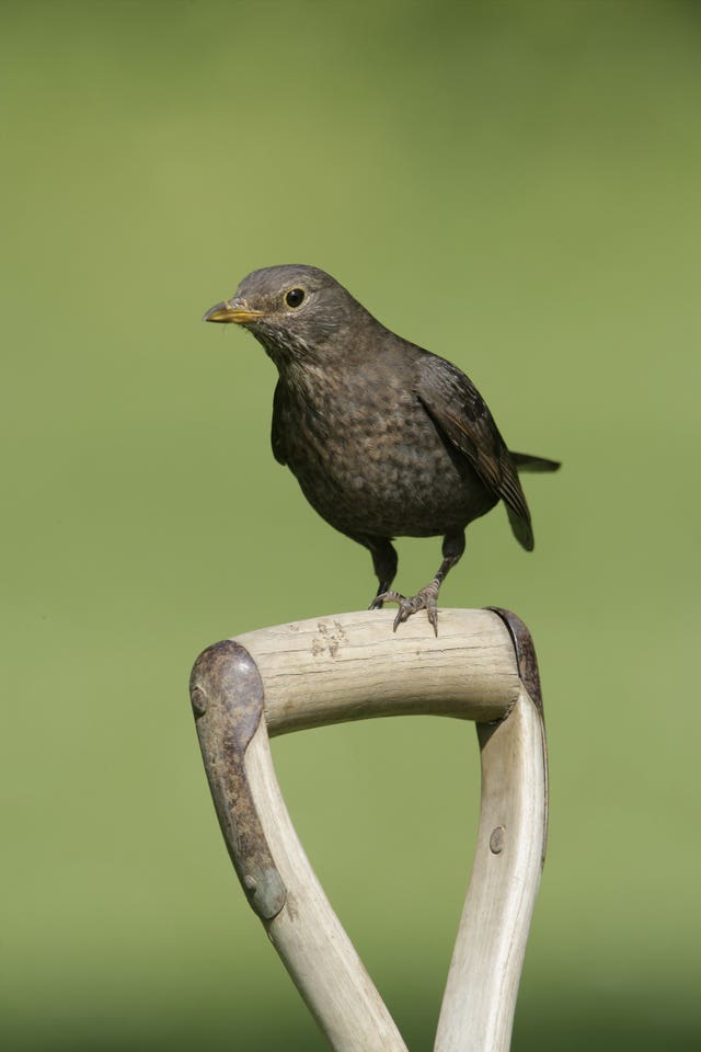 Big Garden Birdwatch