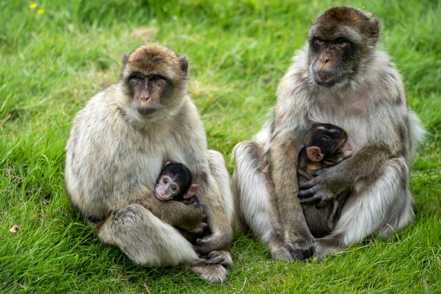 Two baby monkeys sitting with their mothers on grass