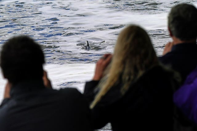 Minke whale in the Thames