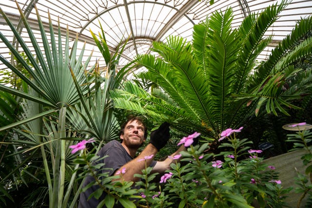 EMBARGOED TO 0001 THURSDAY SEPTEMBER 16 Botanical Horticulturalist Will Spoelstra with Kew Garden’s oldest plant, a prickly cycad (Encephalartos altensteinii) brought from South Africa to the UK in 1775, as the Royal Botanic Gardens Kew, in Richmond, London, celebrates another Guinness World Records title, the largest living plant collection on earth. Picture date: Wednesday September 15, 2021