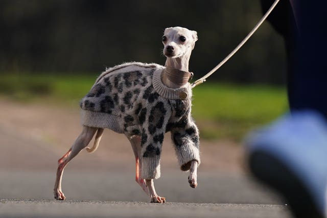A small dog wearing an animal print jumper, walking outside