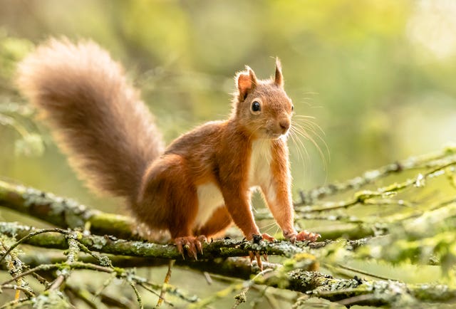 Red squirrel forage ahead of winter as their numbers decline