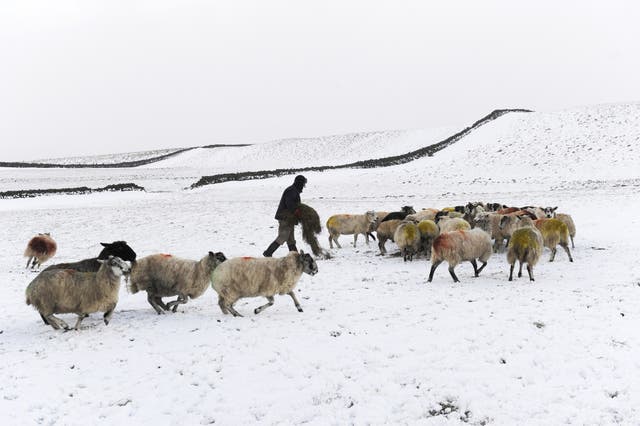 A farmer feeding sheep in heavy snow near Hawes, North Yorkshire (John Giles/PA)