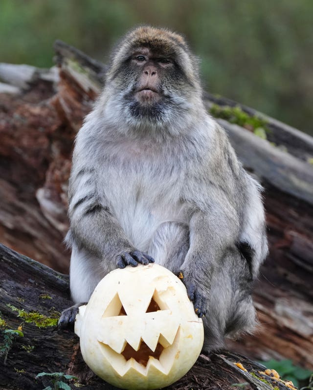 A macaque with a pumpkin at Blair Drummond Safari Park 