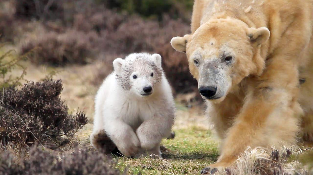 The cub. Белый медведь. Фильм про белого медведя. Самый большой медведь в мире. Собака похожая на белого медведя.