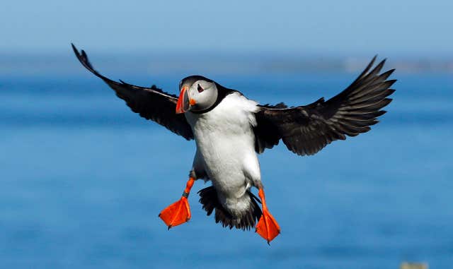 Puffins are listed as vulnerable to extinction globally (Owen Humphreys/PA)