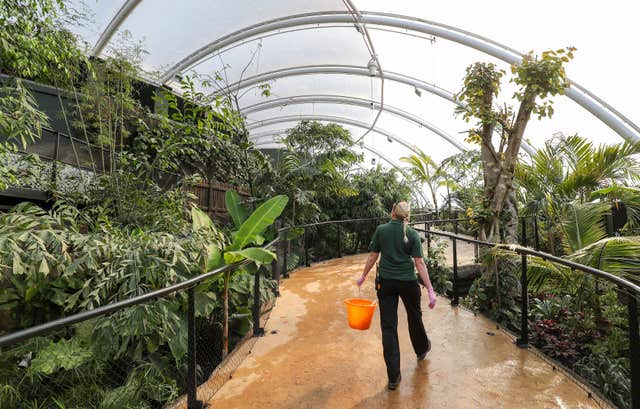 A Marwell Zoo employee makes their way around the new Tropical House (Andrew Matthews/PA)
