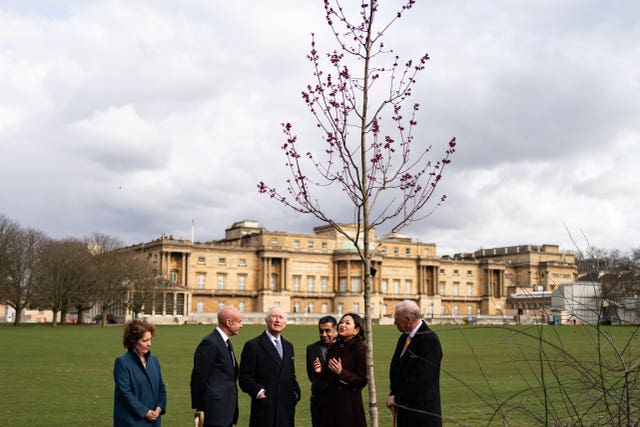 The King and members of the Royal Commonwealth Society look up at the newly-planted maple tree