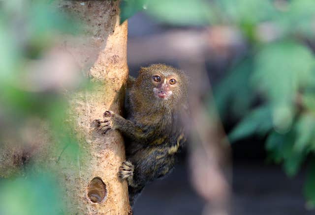 A Pygmy Marmoset in the Tropical House at Marwell Zoo in Hampshire (Andrew Matthews/PA)