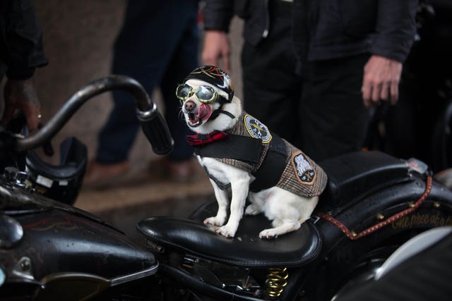 Dog at Distinguished Gentleman's Ride