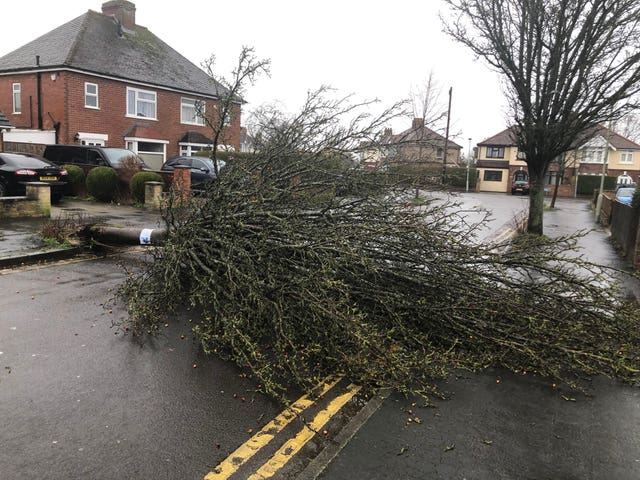 A fallen tree in the Longlevens area of Gloucester (