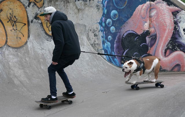 Kiko the skateboarding dog