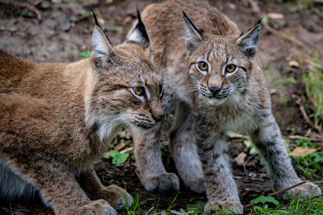Two four-month-old lynx kittens close together, one looking at the camera