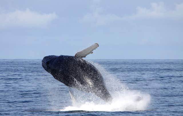 A humpback whale feeding off the Irish coast in 2014 (Padraig Whooley/IWDG/PA)