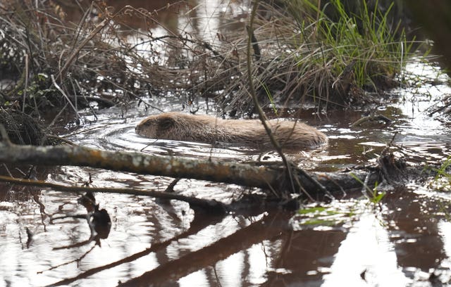 Beaver release