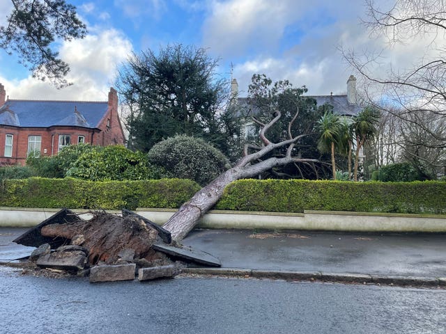 A tree has uprooted, the road is broken around its base, and fallen into a hedge