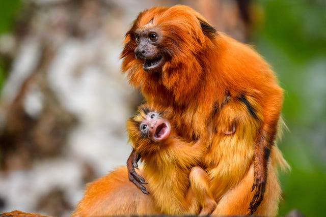 Zoo celebrates 𝐛𝐢𝐫𝐭𝐡 of tiny twin taмarins - The Irish News