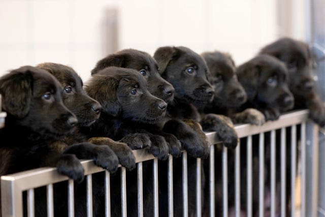 Guide dogs breed record litter of 16 puppies