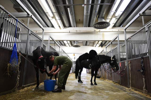 A member of the Household Calvary grooms horses in the Stable Lines in preparation for Prince Harry and Meghan Markle's wedding (Kirsty O’Connor/PA)