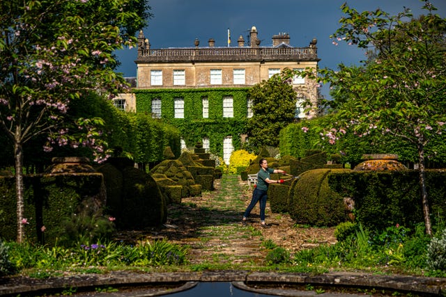 A gardener tending to topiary bushes