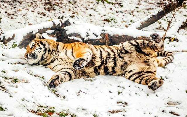 A tiger enjoys the snow