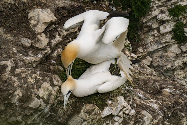 Seabirds at Bempton Cliffs