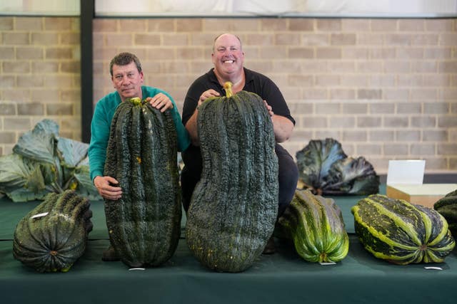 Two men with giant marrows