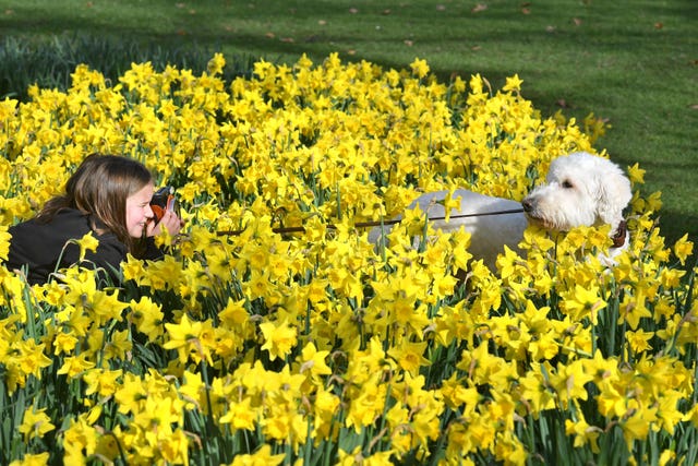 A girl takes a photo of her dog with daffodils in St James’s Park, London