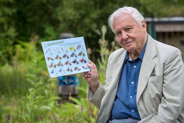Sir David Attenborough is urging people to take part in the Big Butterfly Count (Butterfly Conservation/PA)