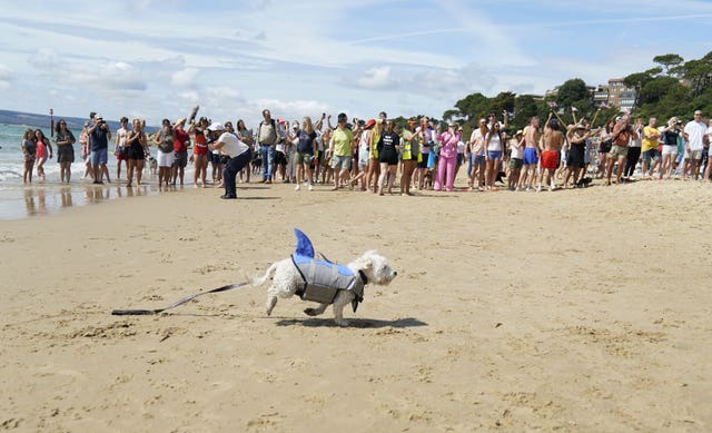 UK Dog Surfing Championships