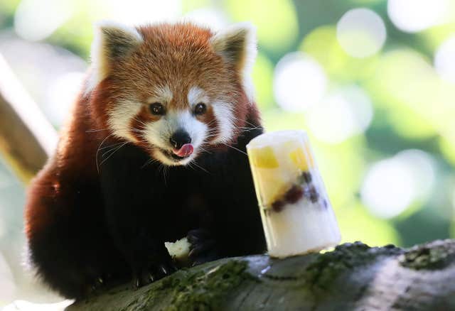 Red panda with ice block