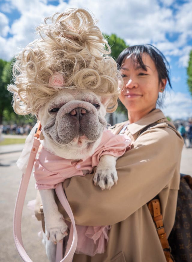 Charlotte the French Bulldog poses after entering the Bridgerton award, during the Greenwich Dog Show,
