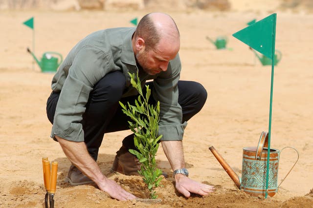The Prince of Wales plants a tree during a visit to the Sharaan Nature Reserve in AlUla province