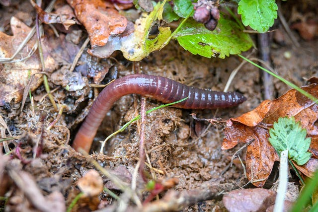 An earthworm