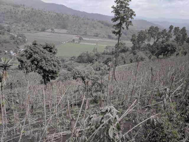 Crops destroyed by ash in La Soledad following the deadly volcanic eruption in Guatemala 