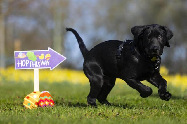 Guide Dogs’ Easter egg hunt