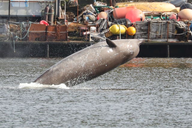 Bottlenose whales in the Clyde