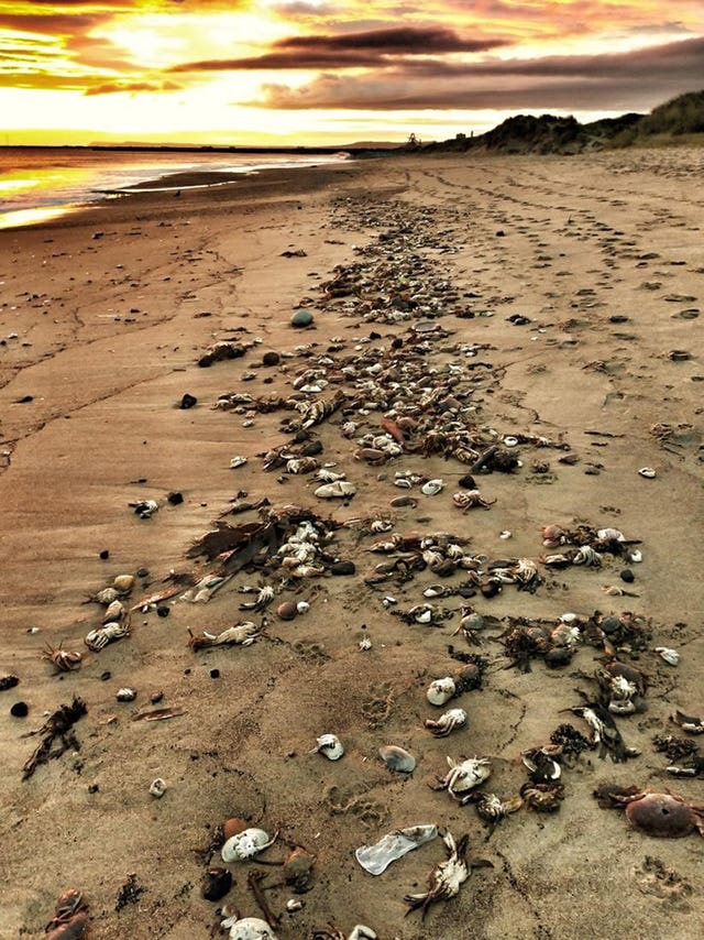 Hundreds of dead crabs on the beach at Seaton Carew, Hartlepool in October 2021 (Paul Grainger)