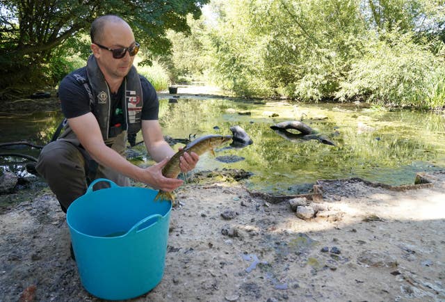 A fisheries officer from the Environment Agency rescues a pike from a drying pool of the River Mole by Pressforward Bridge