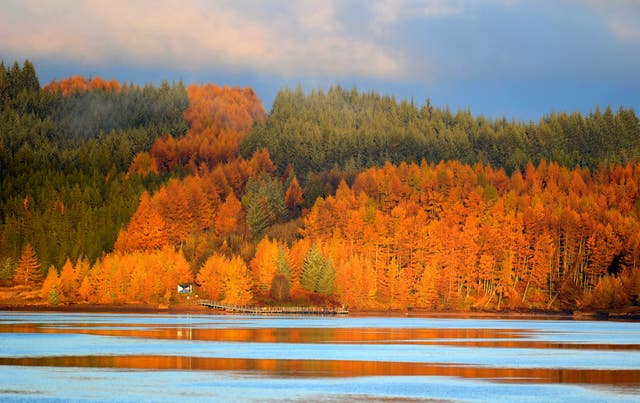 Trees glow in the autumn colours as the sun rises over Kielder Water in Northumberland