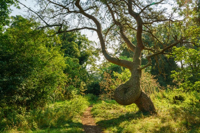 England’s Tree of the Year 2019